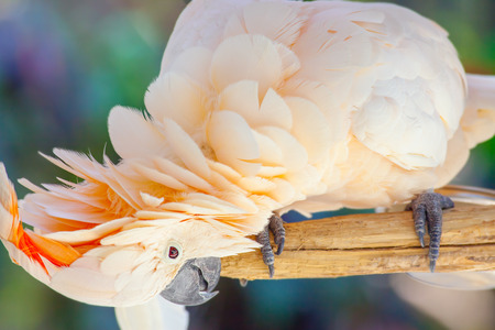 creamy white cockatoo of Bali Bird Park, Indonesiaの写真素材