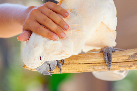 creamy white cockatoo of Bali Bird Park, Indonesiaの写真素材