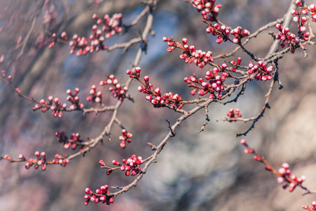 background of red buds on the trees at springの写真素材