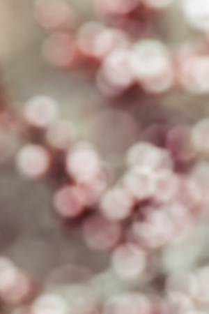abstract background of light bokeh flowers at trees at spring seasonの写真素材