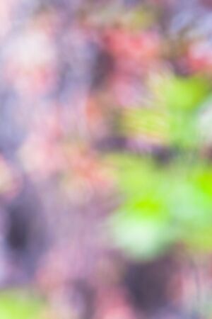 abstract background of light bokeh flowers at trees in spring seasonの写真素材