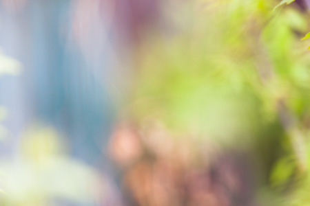 abstract background of light bokeh flowers at trees in spring seasonの写真素材