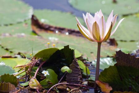 Image pond where one lily growing in Bali, Indonesia.の写真素材
