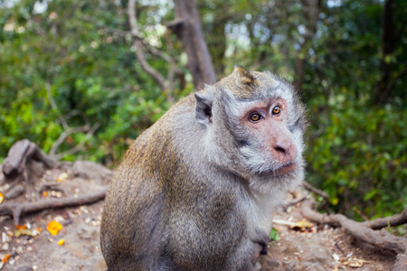 Image of monkey with eyes which shows that she knows how to ask for something to eat. Bali,...