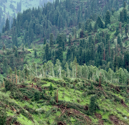 Big wind storm in mountain destroy the forest in National Park in Almaty, Kazakhstan, Asiaの写真素材