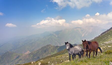 Picture of the horses that graze in the mountains of Tibet, the Himalayas.