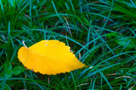 Autumn fresh yellow leaf on the green grass in the parkの写真素材