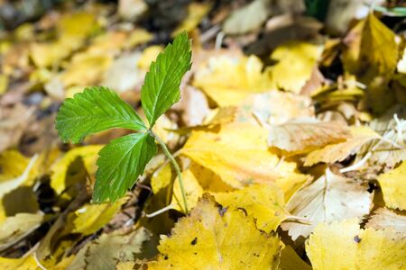 Autumn fresh green leaf on the yellow background in the park or forestの写真素材