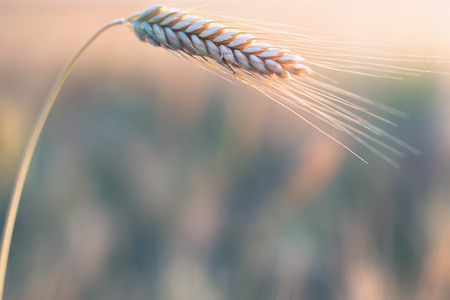 Wheat field. Ears of golden wheat close-up. Harvest at augustの写真素材