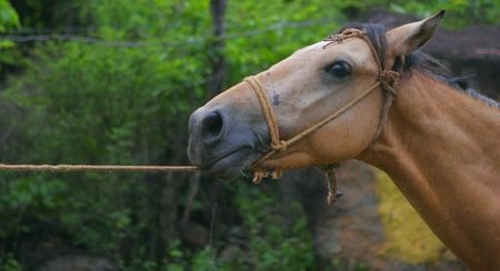 animalの写真素材