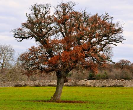 oak tree typical of the countryside of Puglia in winterの写真素材