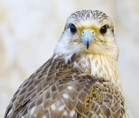 Portrait of a beautiful young male peregrine falconの写真素材