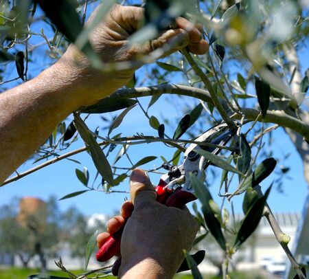 Pruning olive tree of apulia. Good agricultural practice against Xylellaの写真素材
