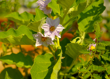 flowers of eggplant in a garden on the balconyの写真素材