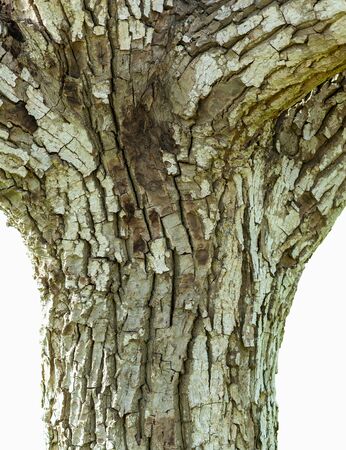 Detail of the bark of a tree trunk walnutの写真素材