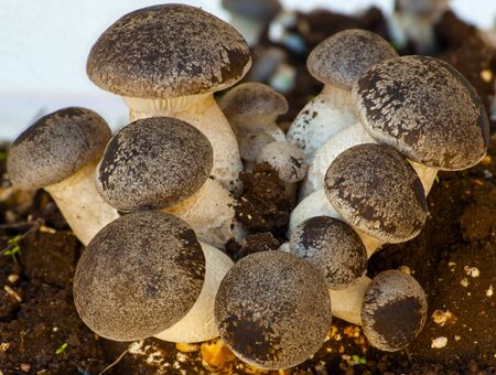 groups cultivation of cardoncelli mushrooms on a white background. (shallow focus)の写真素材