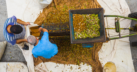 Farmers harvest the almonds after peeling process the outer husks