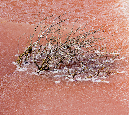 detail of a shrub in the tub in plant for the production of sea salt (saline). Trapani, Sicily. Italy. Selective focusのeditorial素材