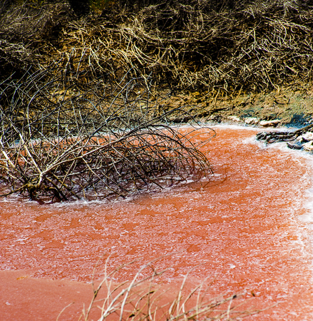 detail of a shrub in the tub in plant for the production of sea salt (saline). Trapani, Sicily....