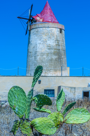 abandoned windmill in a plant for the production of sea salt (salina). Trapani, Sicily. ItalyIn the foreground a sapling of prickly pearsの写真素材