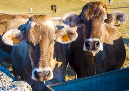 Cows in a meadow, apulia countryside landscapeの写真素材