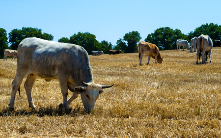 Cows in a meadow, apulia countryside landscapeの写真素材