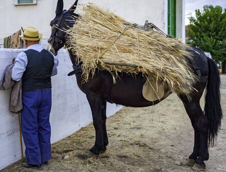 Animal soma (donkey, mule, etc.) Loaded with leather saddlebags and bundles of ears of cornのeditorial素材