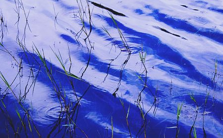 Blie water with sticks of plants sticking out.の写真素材