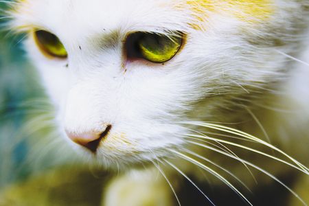 A cat with green eyes lookingの写真素材