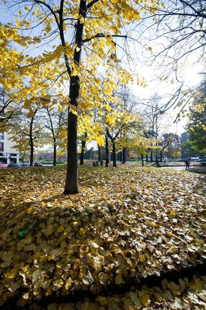 green leaves and blue sky autumnの写真素材