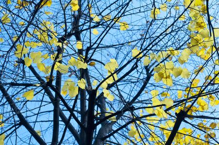 green leaves and blue sky autumnの写真素材