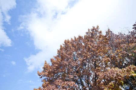 green leaves and blue sky autumnの写真素材
