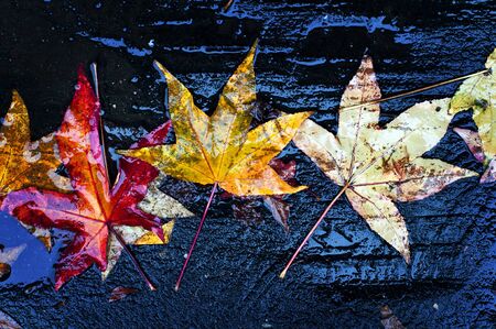 dry leaf fall to the groundの写真素材