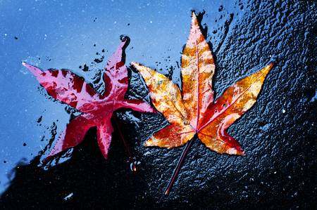 dry leaf fall to the groundの写真素材