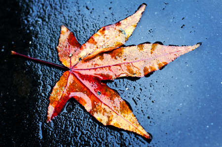 dry leaf fall to the groundの写真素材
