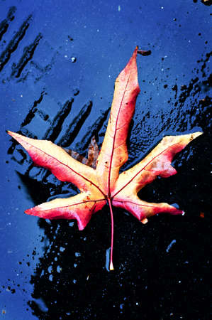 dry leaf fall to the groundの写真素材