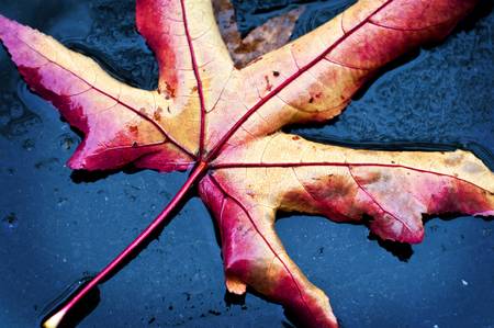 dry leaf fall to the groundの写真素材