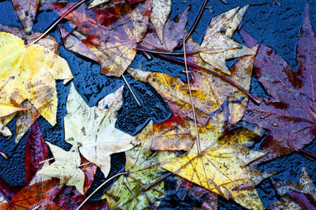 dry leaf fall to the groundの写真素材