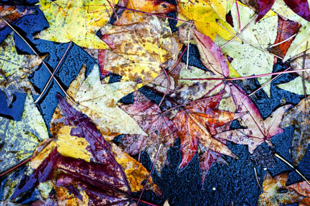 dry leaf fall to the groundの写真素材