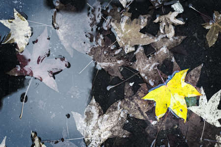 dry leaf fall to the groundの写真素材