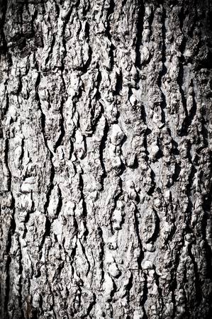 wood texture of tree bark