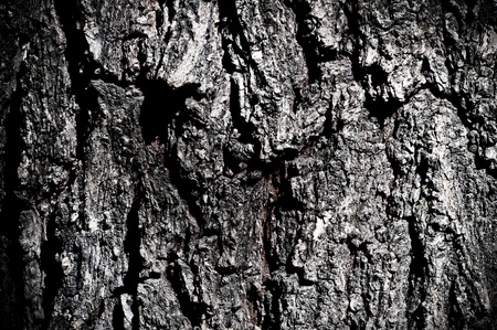 wood texture of tree barkの写真素材