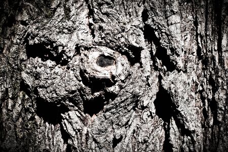 wood texture of tree barkの写真素材