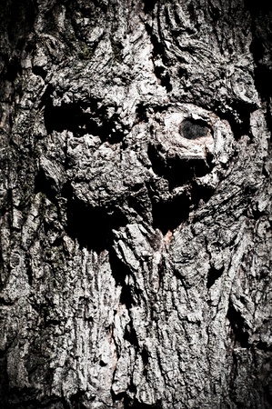 wood texture of tree barkの写真素材