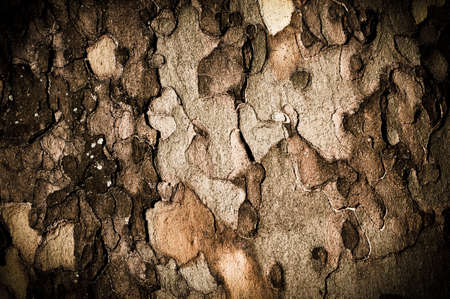 wood texture of tree barkの写真素材