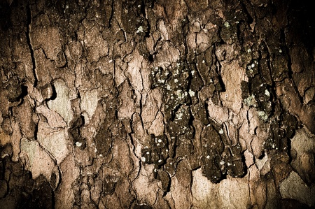 wood texture of tree bark