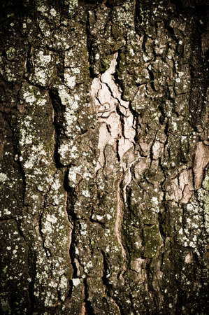 wood texture of tree barkの写真素材