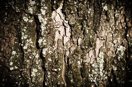 wood texture of tree barkの写真素材