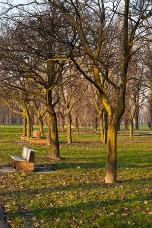 winter green park with trees, dry leaves and people walkingの写真素材
