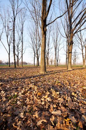 winter green park with trees, dry leaves and people walkingの写真素材